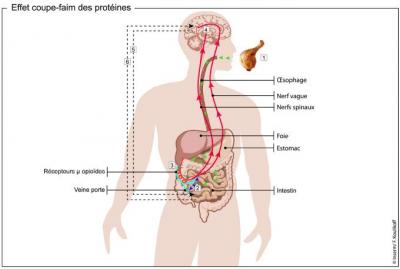 Appetite-Suppressing Effect of Proteins