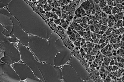 Hydrogel/PDMS composite