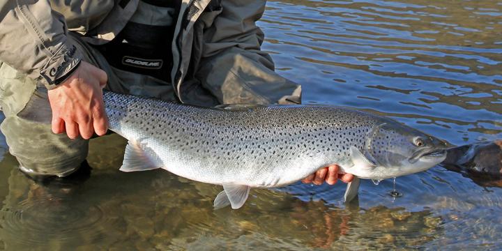 Norway's Sea Trout to Get a Thorough Health Check
