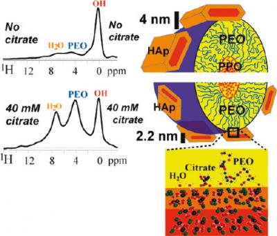 Citrate Concentration in Bone Structure