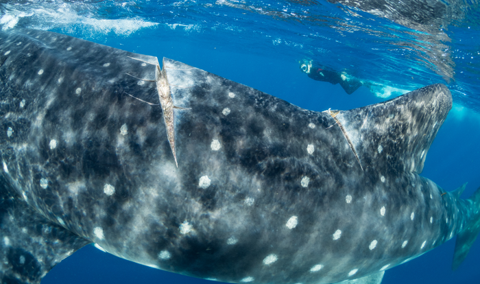 Whale Shark injury