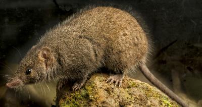 Black-tailed Antechinus