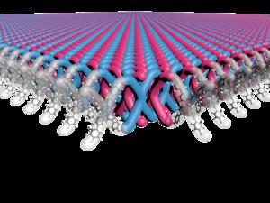 Mechanically interlocked two-dimensional polymers