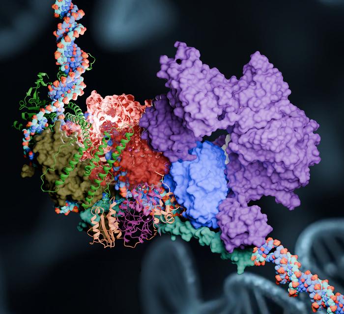 nucleotide excision repair pathway