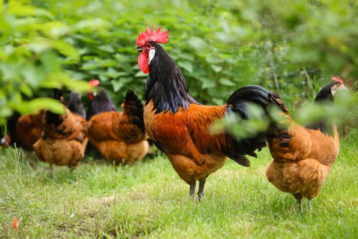 A Group of Chickens on Grass