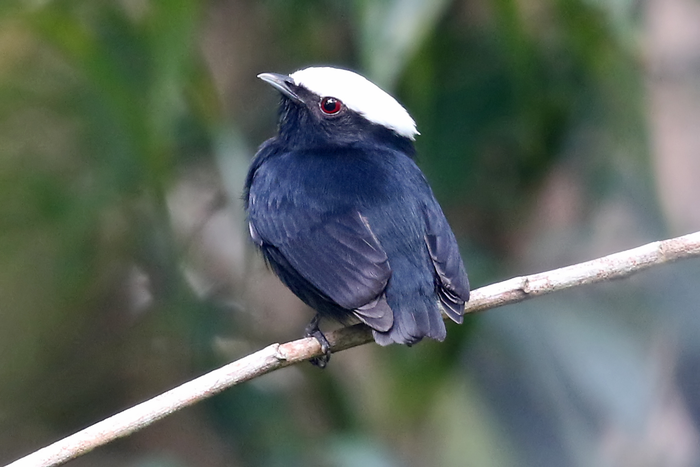 White-crowned Manakin