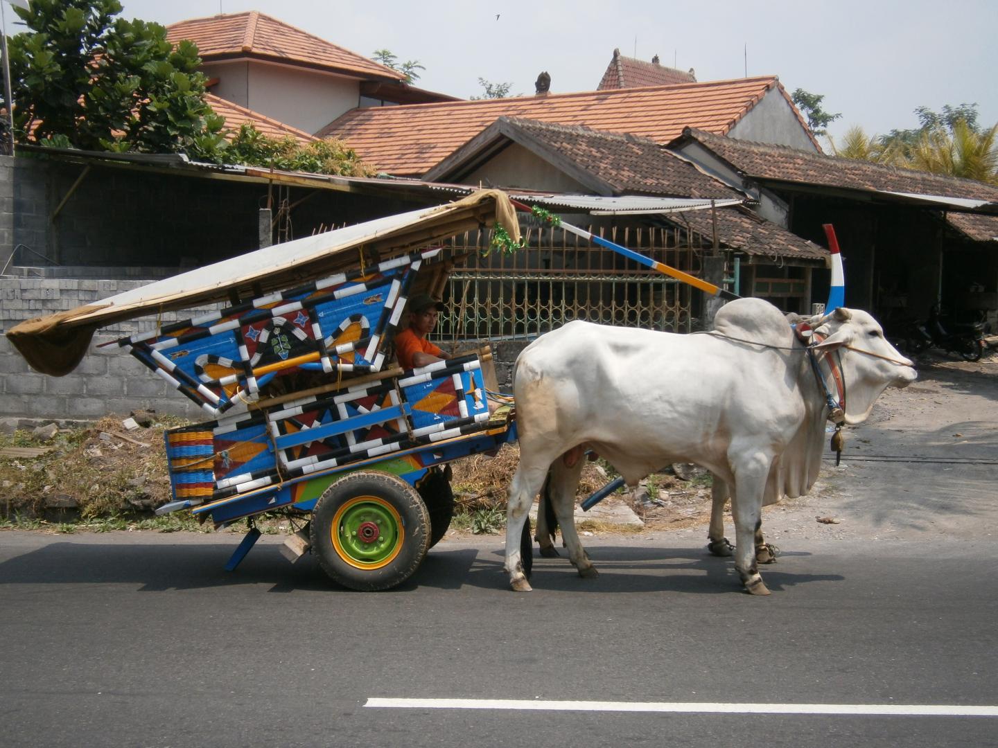 Anthropocene Biosphere Cattle