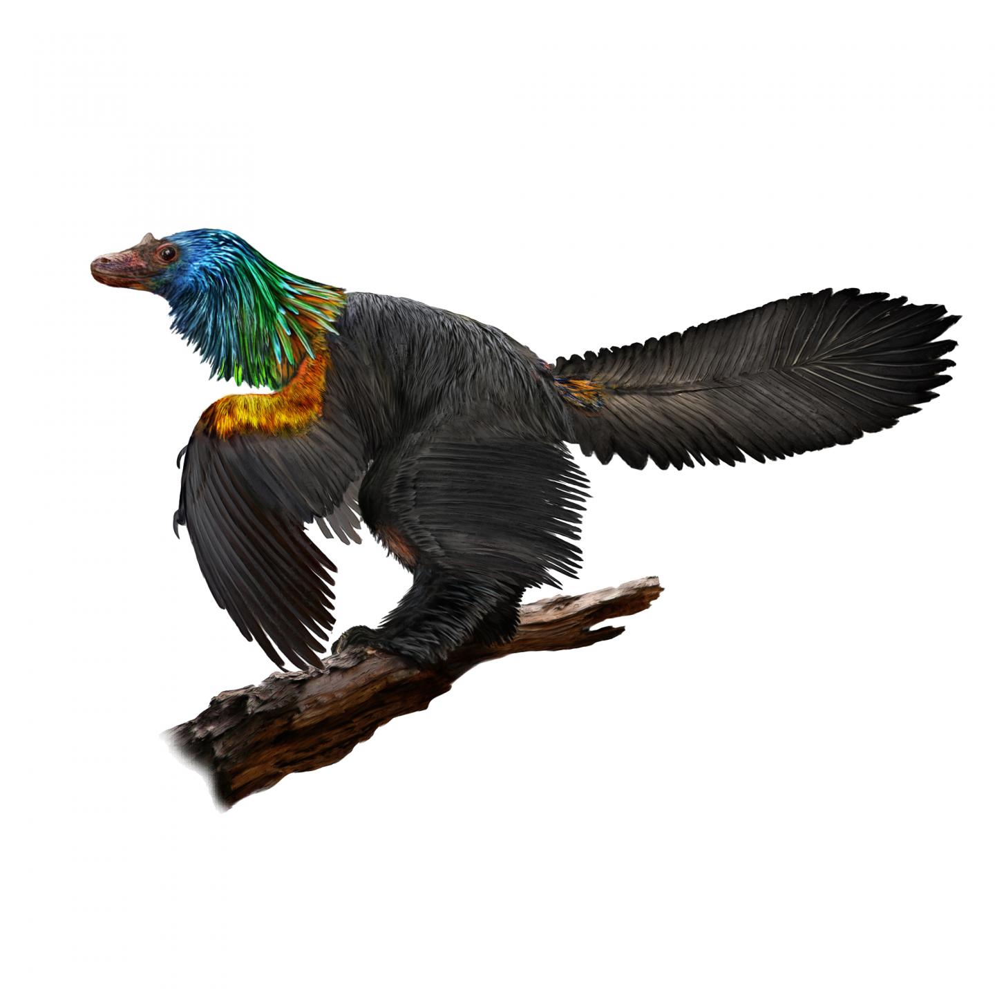 Reconstruction of Caihong juji