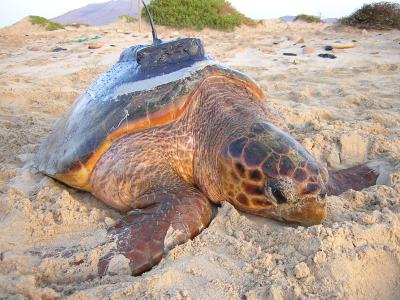 Loggerhead Turtle with Satellite Tracker Attached