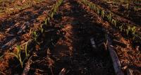 Corn Field with Nitrogen Fertilizer