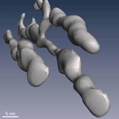 Cellulose and Hemicellulose