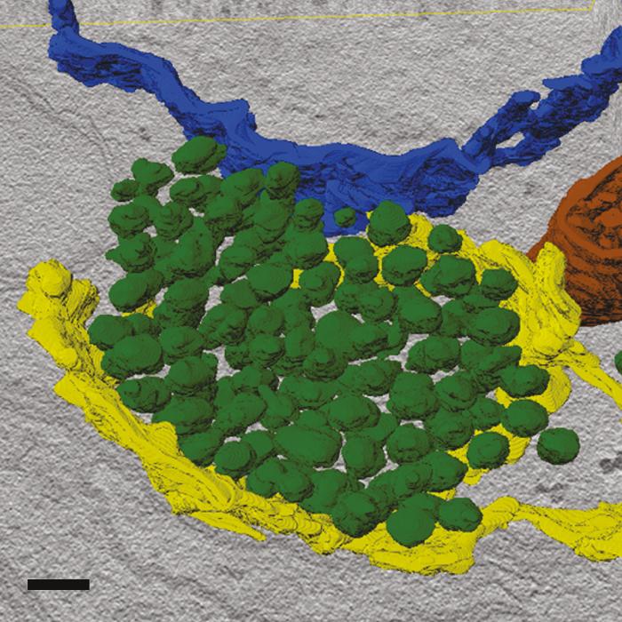 Image of a Presynaptic Transport Vesicle Packet