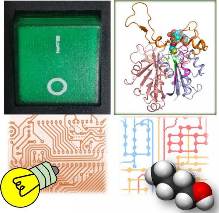 Thiolase Redox-Switch