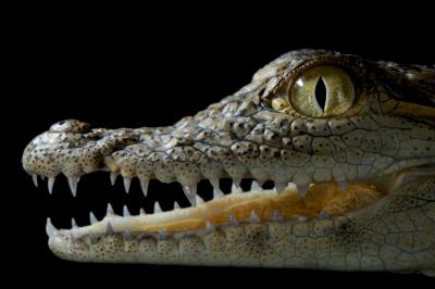 Multi-Sensory Organs in Crocodylians