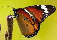 African Monarch Butterfly (2 of 3)