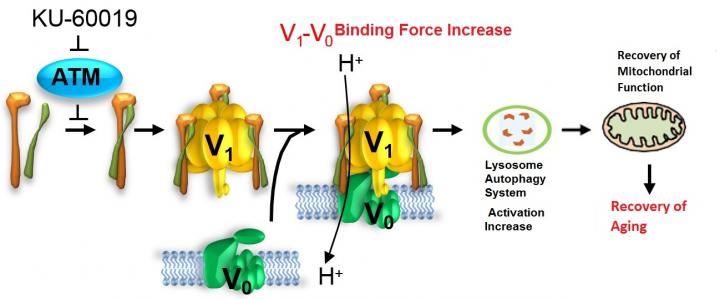 Discovering the Key to Revealing the Secret of Reversible Aging Recovery