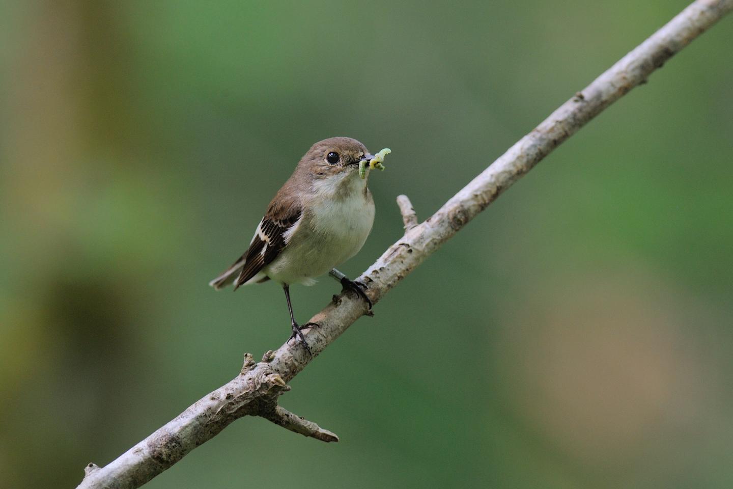 Female Pied Flycatcher (1 of 3)