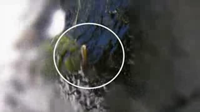 Waterfall-Climbing Fish Performs Evolutionary Feat