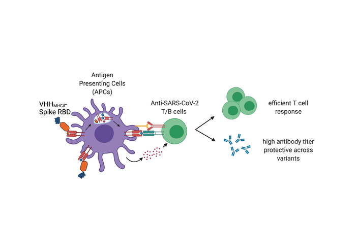 A protein-based SARS-CoV-2 vaccine