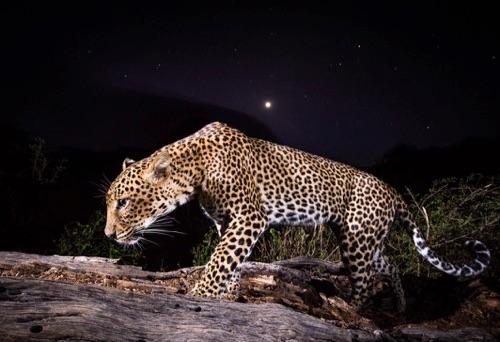 African Leopards Are One of the Most Elusive Mammals on the Planet