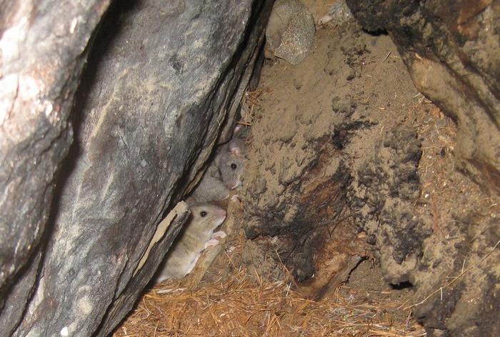 Neotoma rodents (woodrats) in a nest