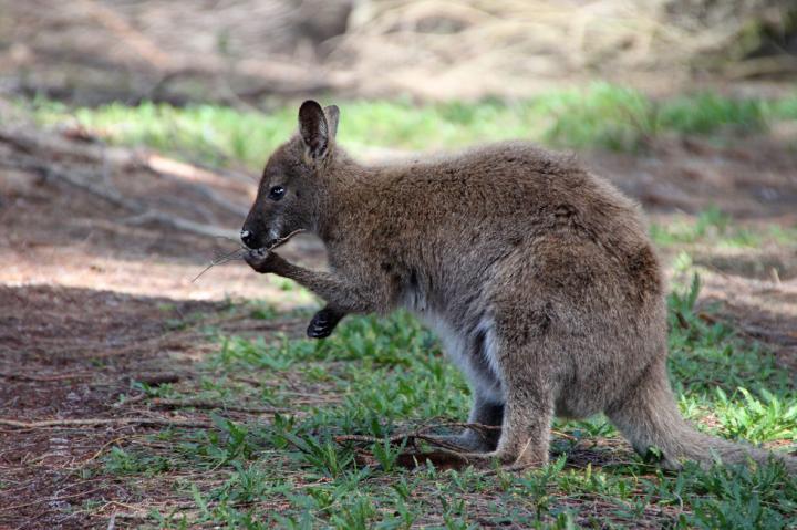 Red-Necked Wallaby (1 of 2)