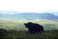 Tibetan Plateau Grassland Use