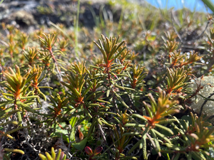 Traditional medicine plant could combat drug-resistant malaria