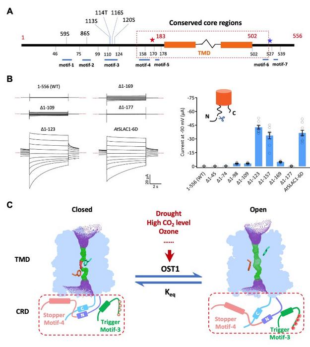 Regulation of SLAC1 activity