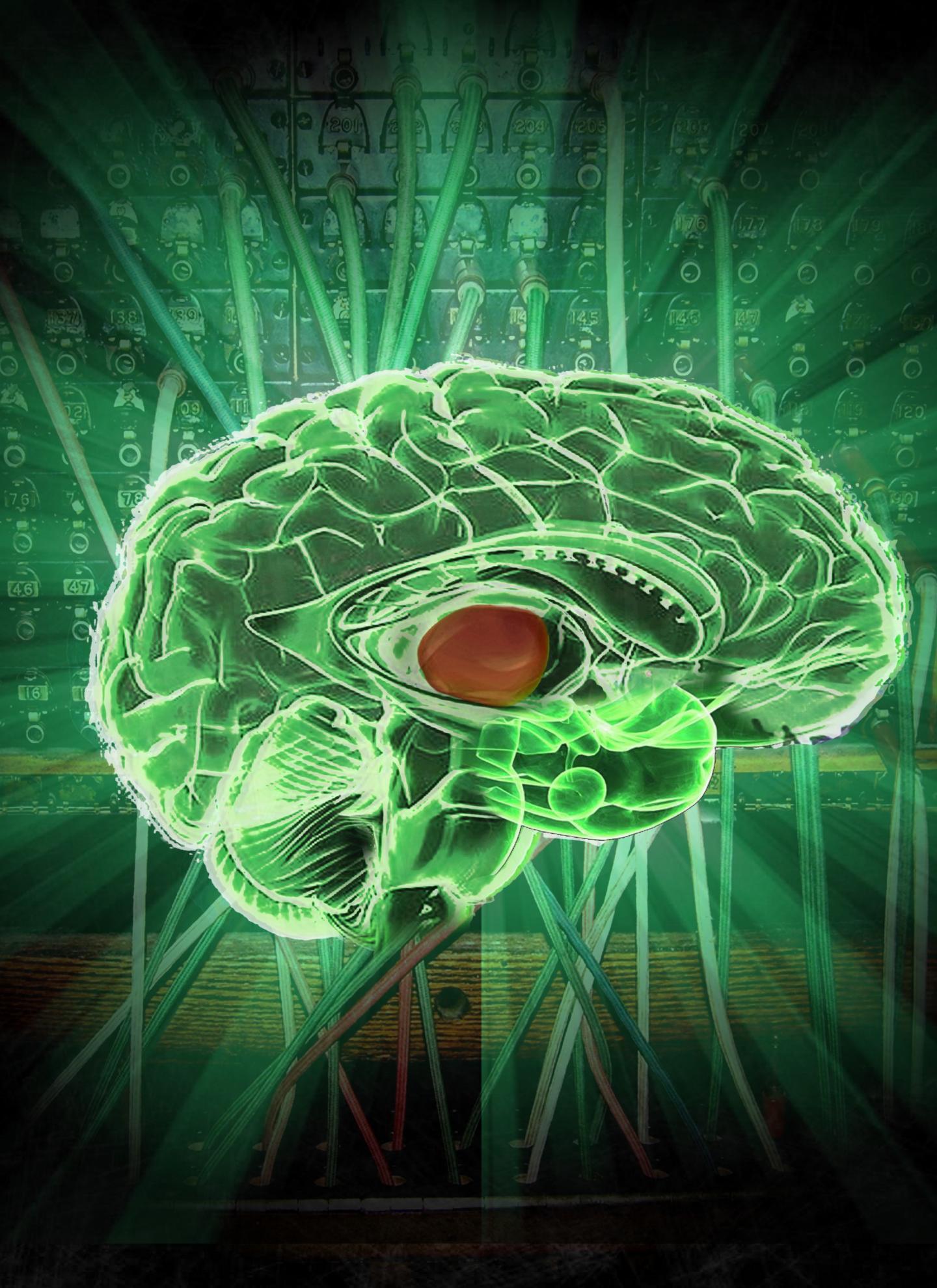 Image of Human Brain