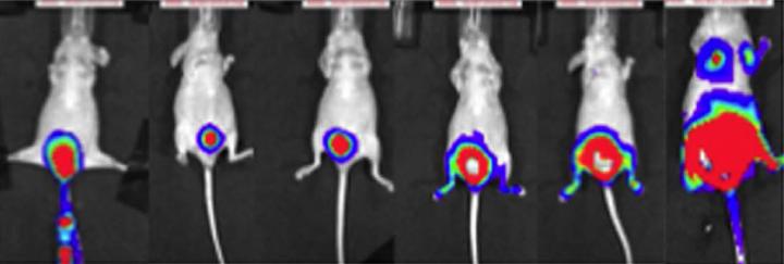 Tumor Growth in the Xenograft Bladder Cancer Model