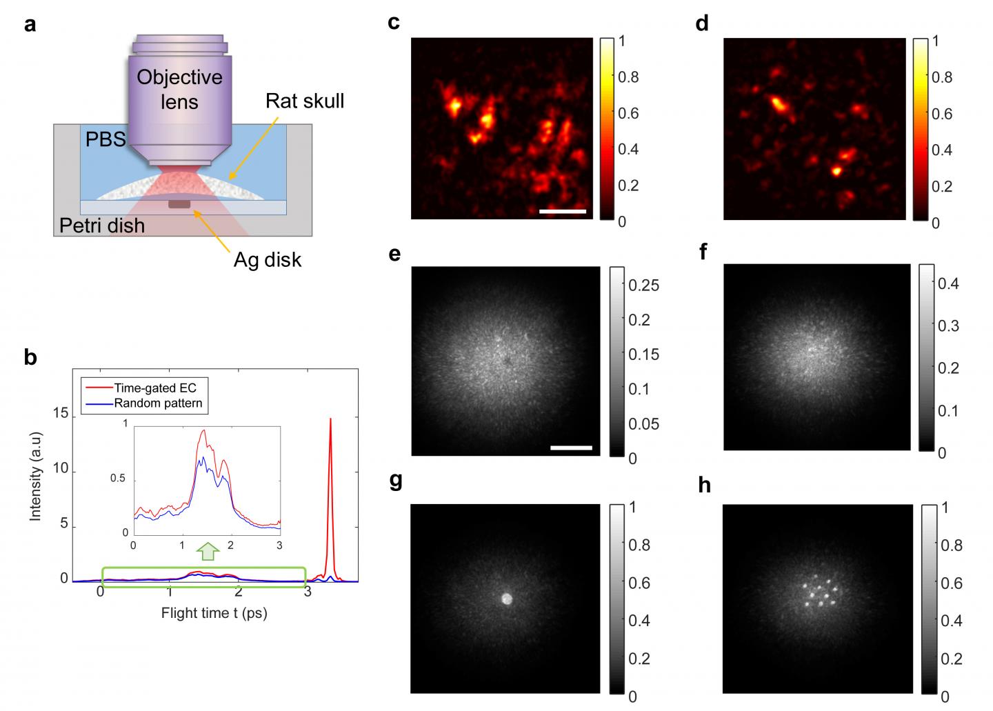 Peering through the Skull