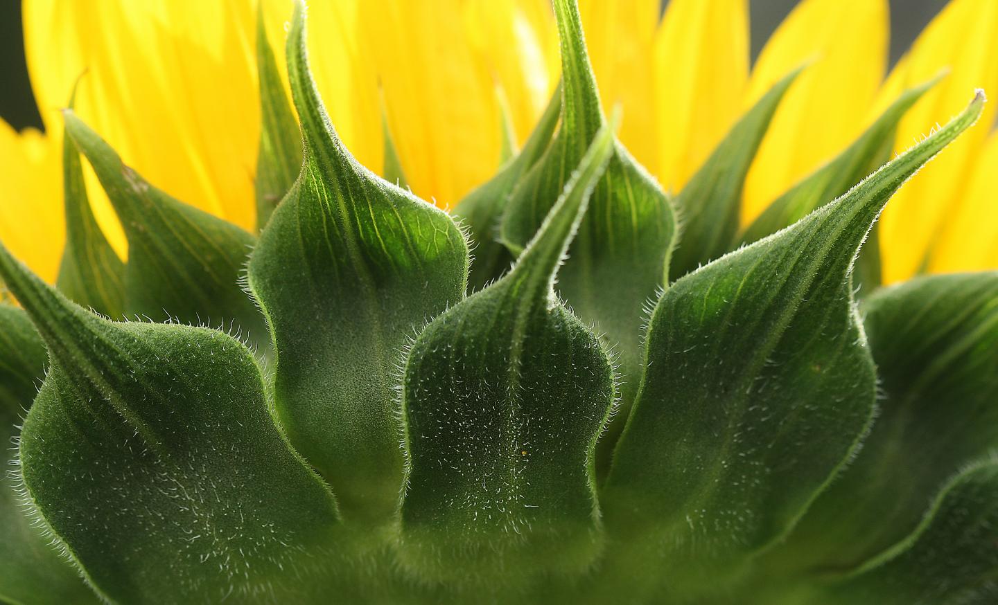 Trichomes Shed Light On Plant Cell Development