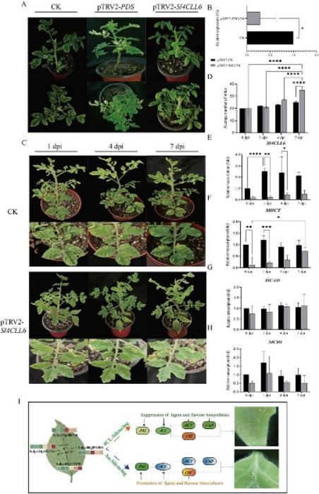 Downregulation of Sl4CLL6 gene expression reduced resistance to mites in tomato plants. Silencing of Sl4CLL6 by TRV-VIGS.