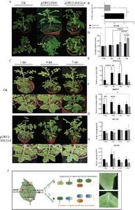 Downregulation of Sl4CLL6 gene expression reduced resistance to mites in tomato plants. Silencing of Sl4CLL6 by TRV-VIGS.