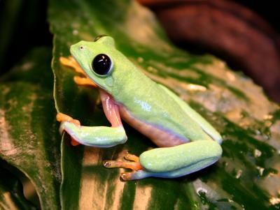 Hybrid Leaf frog