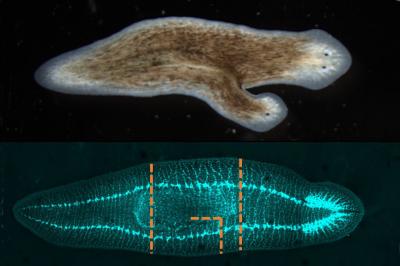 Nervous System Role in Regeneration