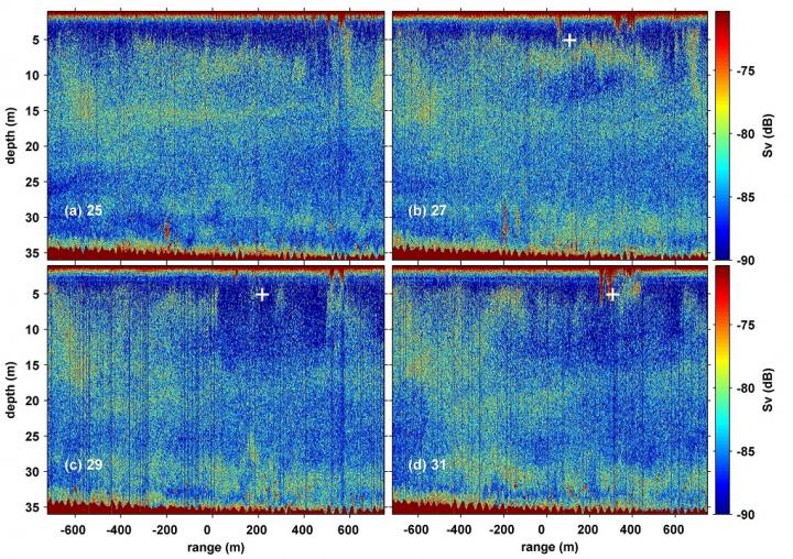 Sonar Image