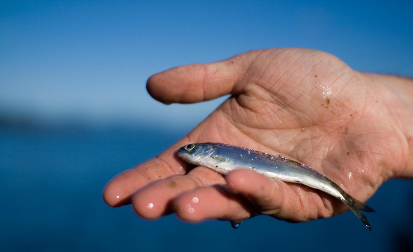 Juvenile Sockeye Salmon