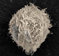 SEM Image of Cell