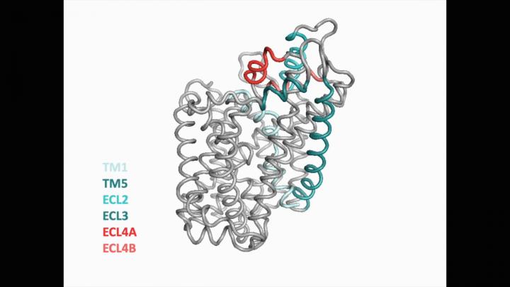 GIF animation of LeuT-stages