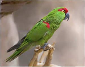 Thick-billed parrot