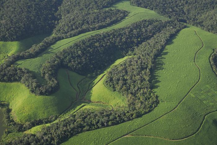 Sugarcane plantation