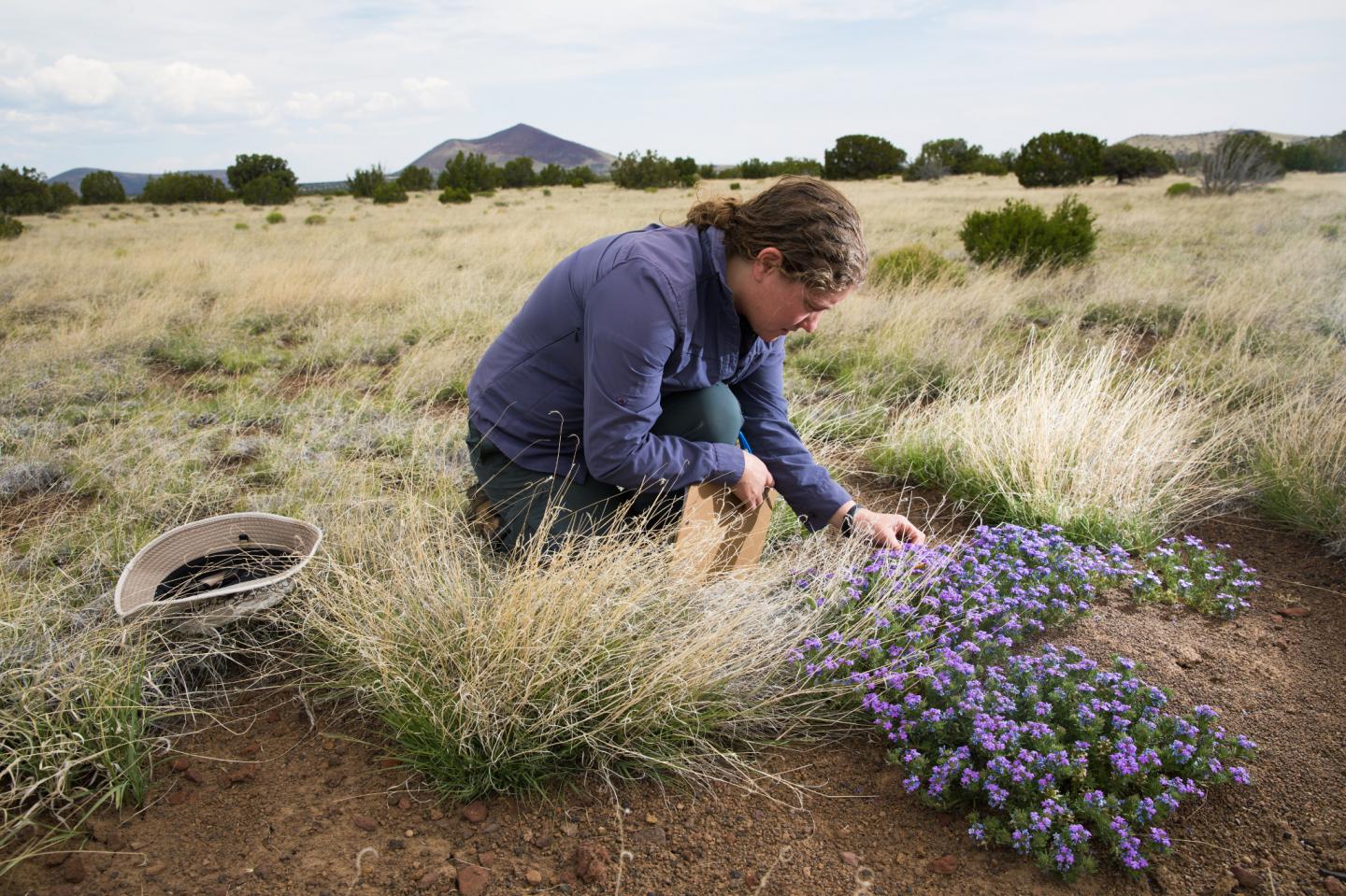 Northern Arizona University ecologist and conservation biologist Clare Aslan