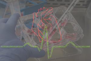 Screening cultured stem cell-derived cardiomyocytes for arrhythmias using machine learning