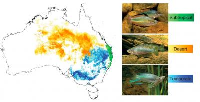 Range of the Three Study Species of Rainbowfishes in Australia