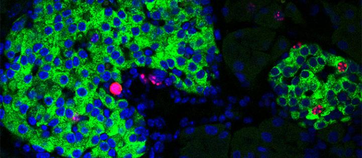 Image of pancreatic islets