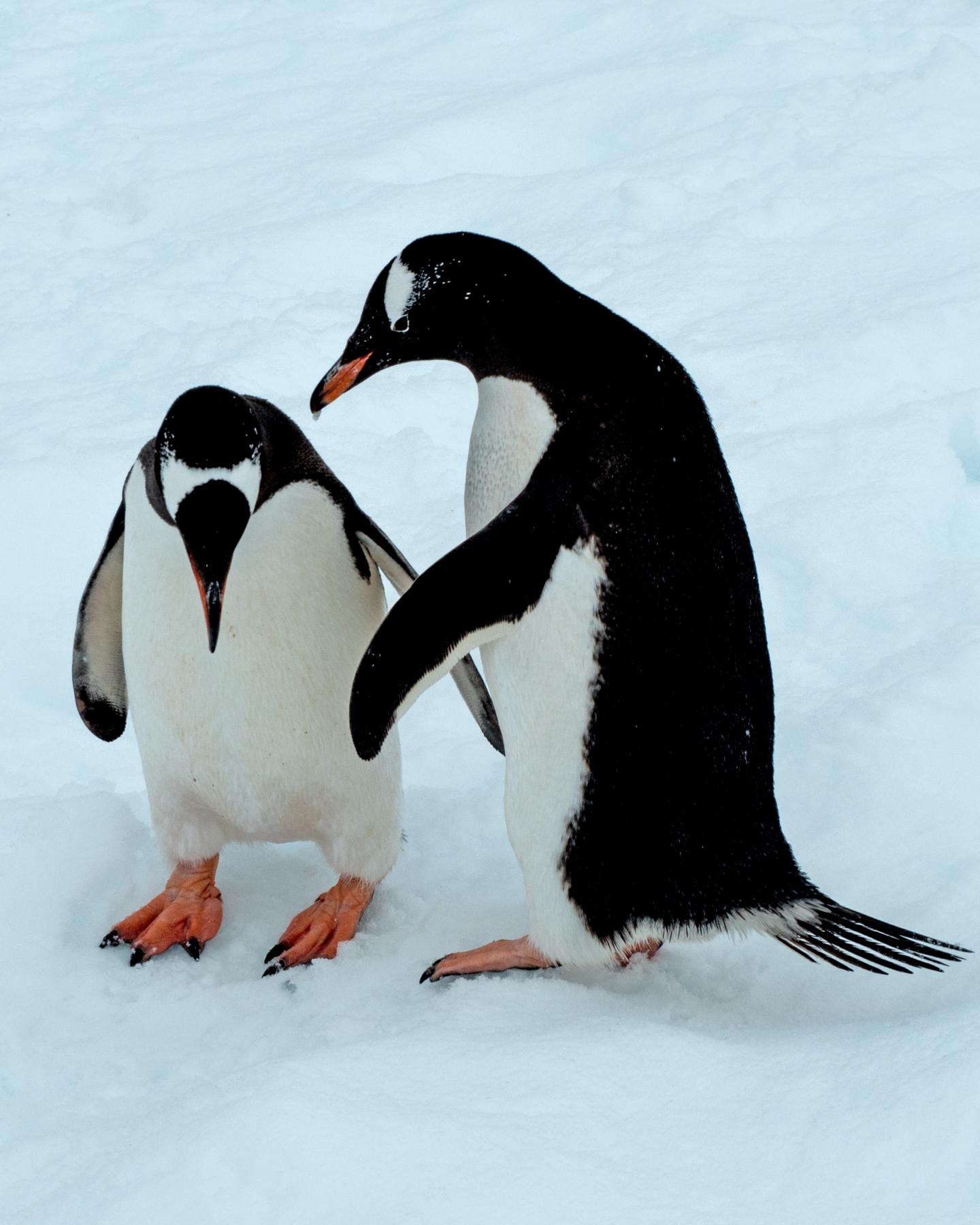 Gentoo Penguins