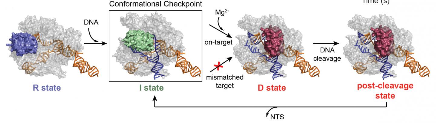 CRISPR-Cas9 Checkpoint Helps Gene Editing System Stay on Target (2 of 2)