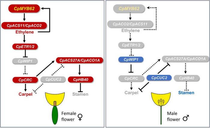 Gene network controlling the specification and development of female and male flowers in cucurbits.